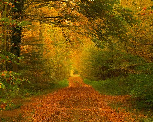 Der Herbst tanzt auf der Leiter!